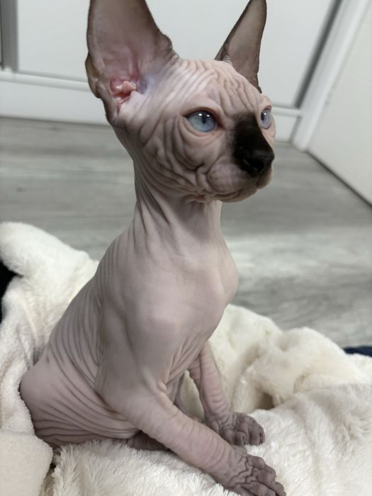 Pui Sphynx Canadian disponibili pentru rezervare-Felisa SphynxJoy