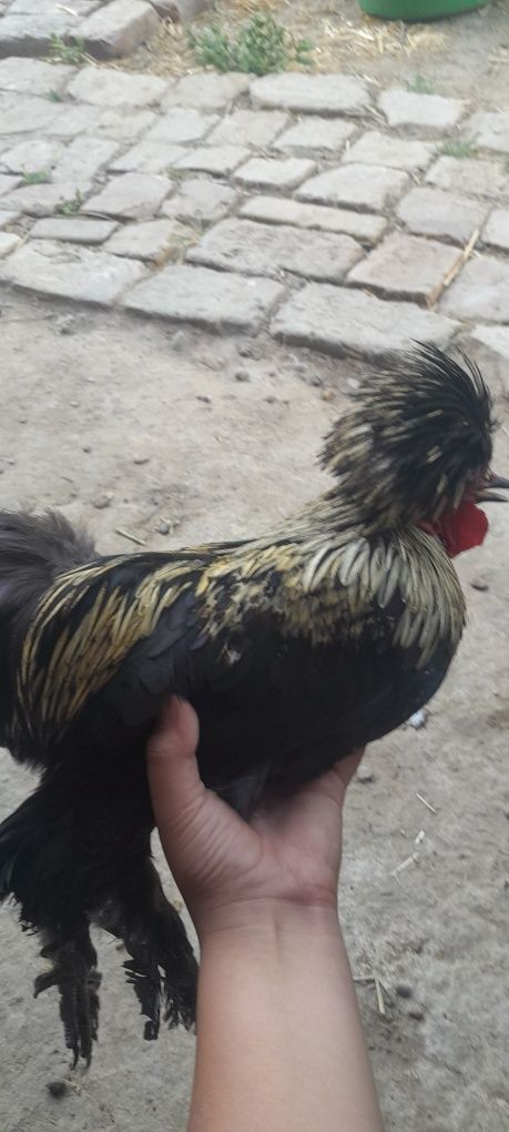 Yaponka tovuq sotiladi