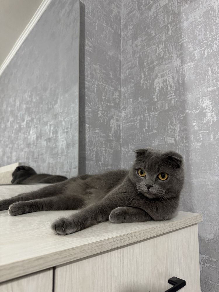 Шотландская веслоухая кошка ( девочка ) возраст 1 год и 10 месяцев