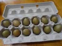 Ouă de fazan comun
