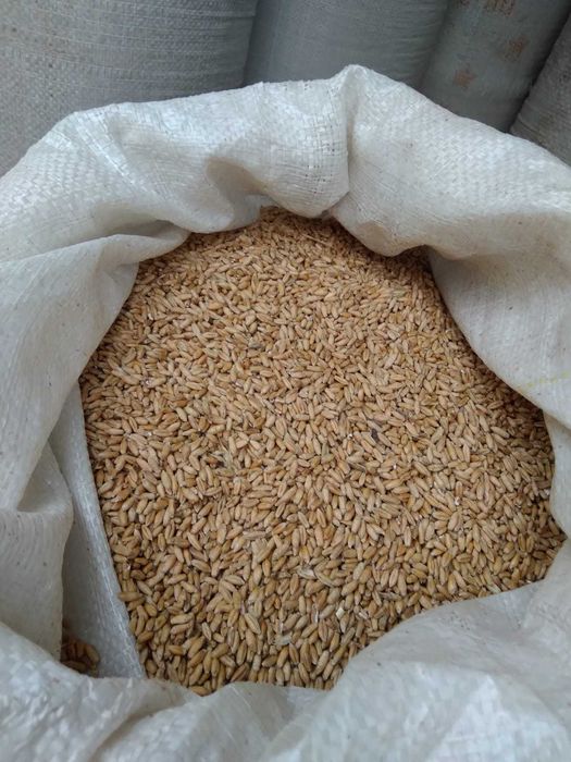 Porumb triticale orz grau floarea soarelui faina pasat cu transport