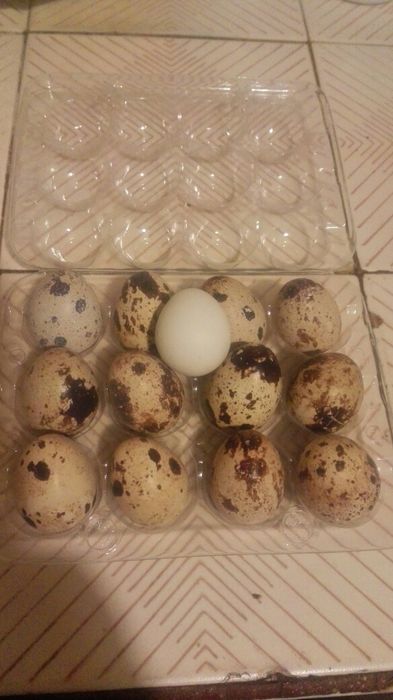 Яйца от японски пъдпъдъци ( ДЖЪМБО) румънска кръв
