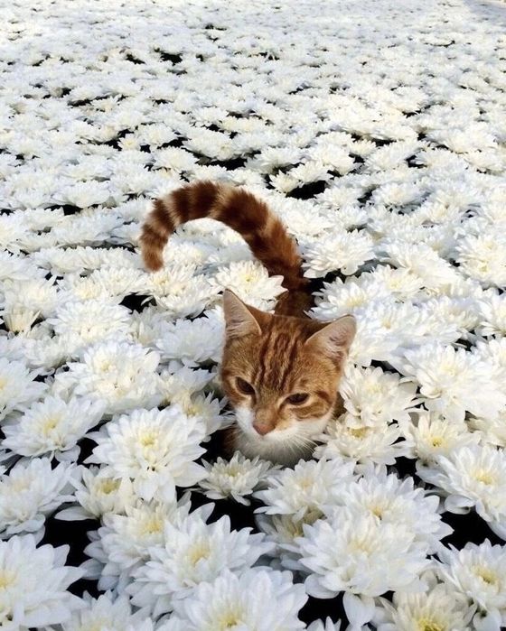 Отдам ангелочков в ответственные руки