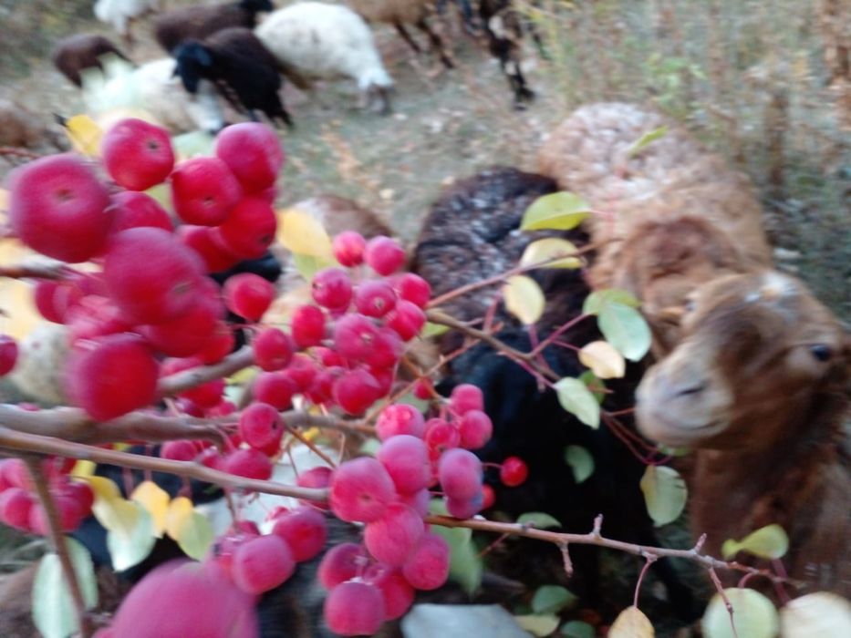 Кой, Токты, Баран