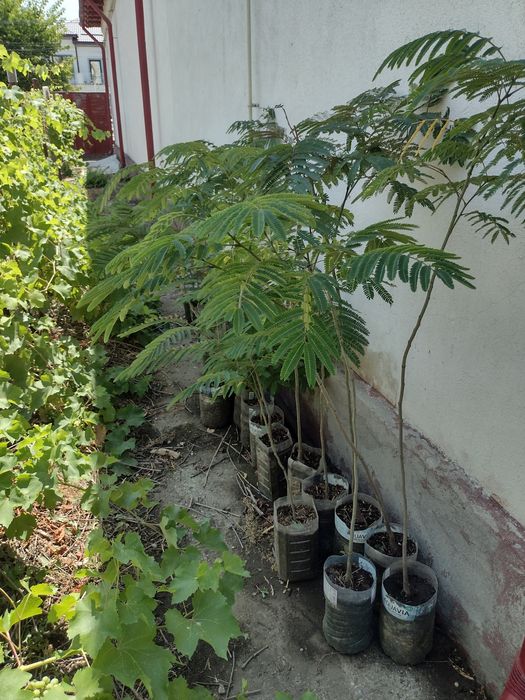 Puiet albizia, arborele de mătase