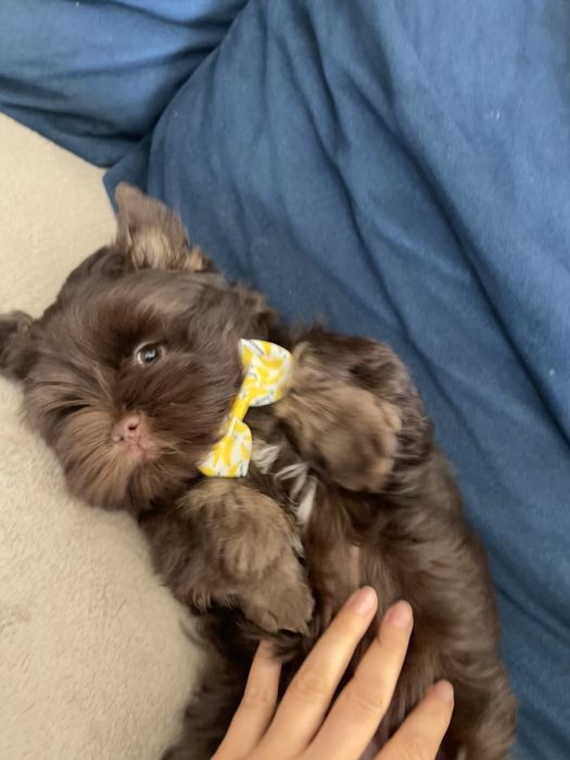 Pui adorabil Chocolate Yorkshire Terrier de vânzare!