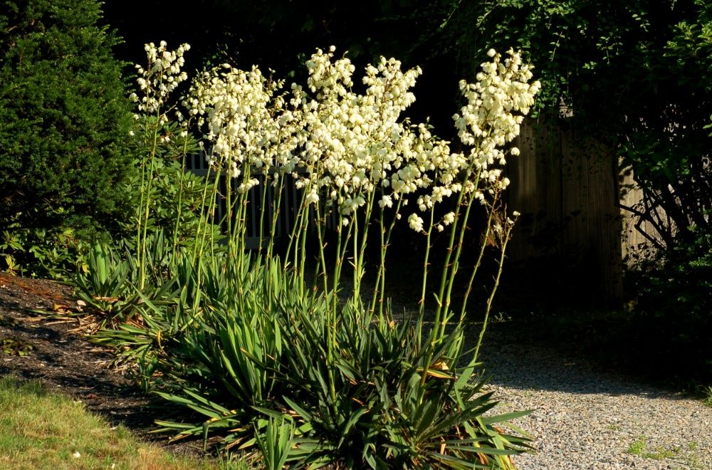 Yucca de gradina verde sau variegata Gutui japonez chaenomeles