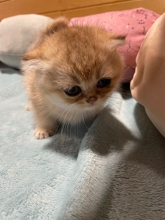 Шотландски и Британски котета златна чинчила