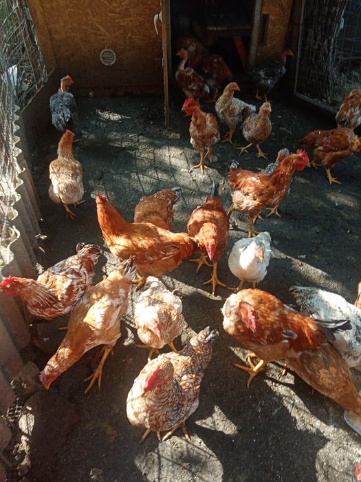 Pui de casă crescuți natural