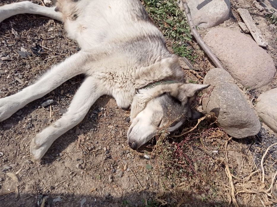 Отдаём щенков в хорошие руки