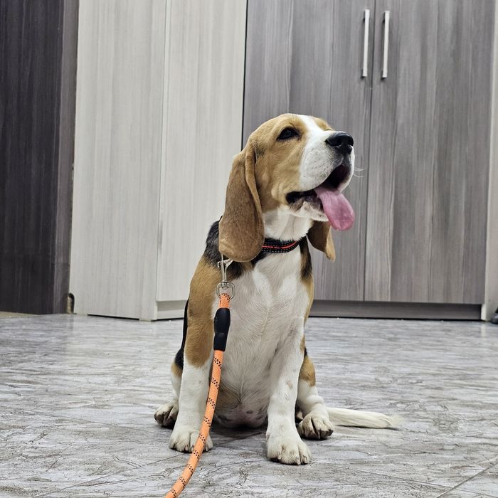 Породистая девочка бигль