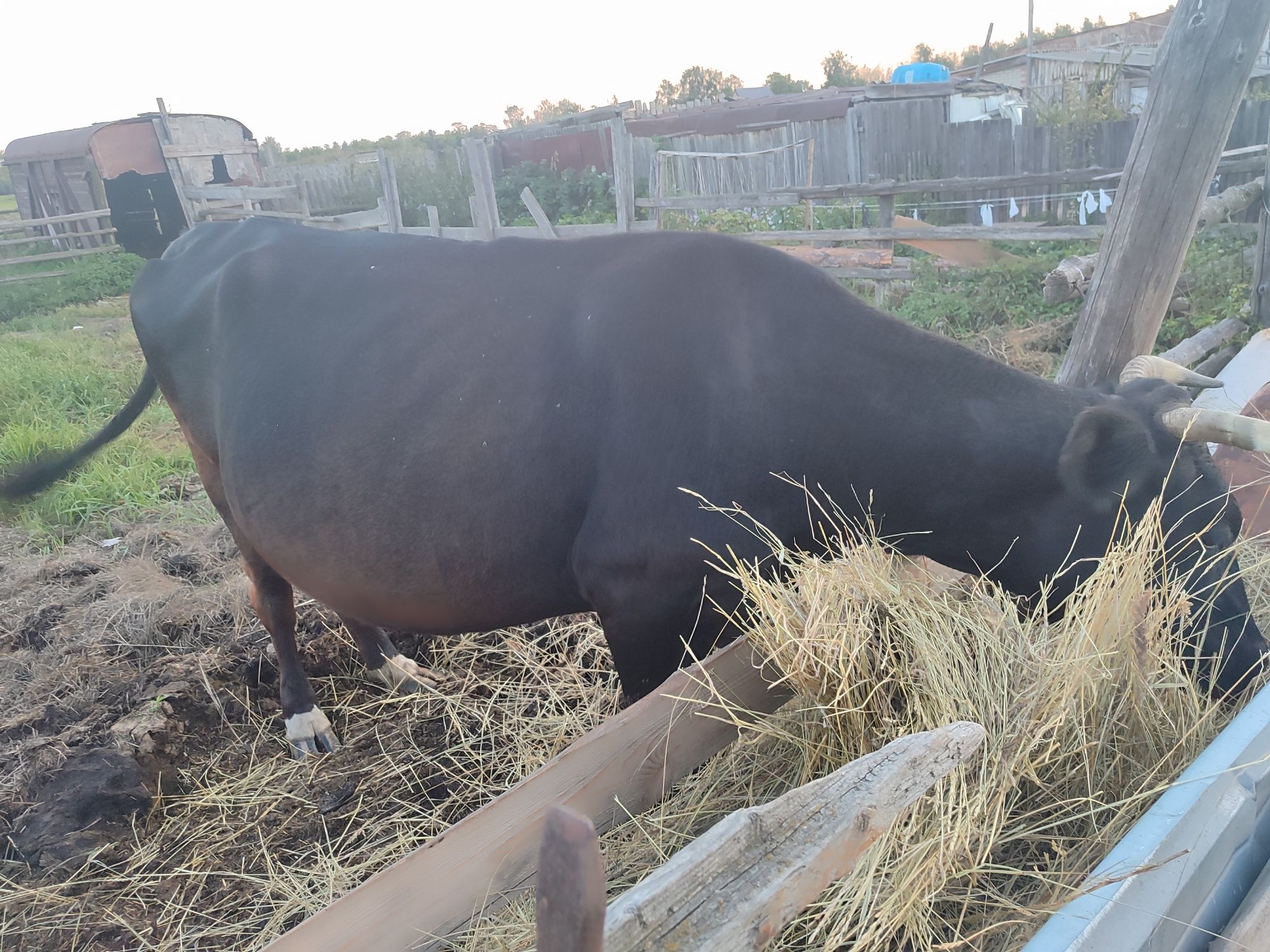 Продам коров дойных