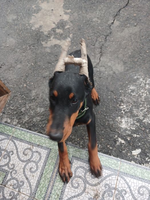 Продам , с отличной родословной 
, прививки документы все есть , нет в