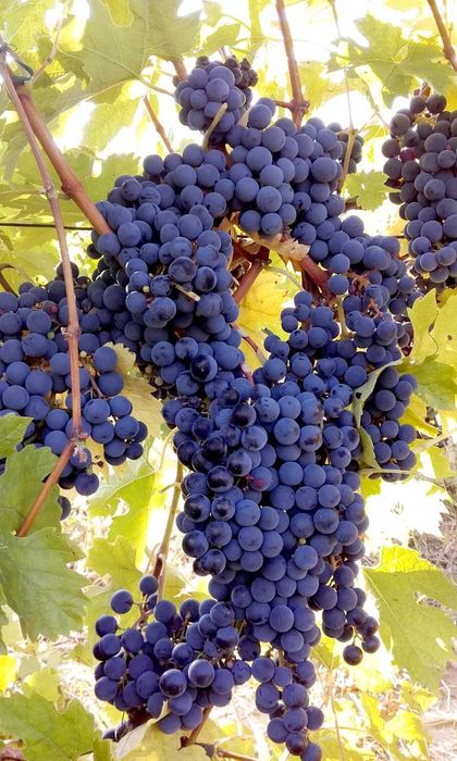 Struguri pentru vin, soi merlot.