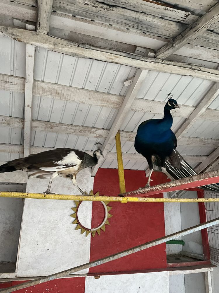 Ouă de păuni standard, umăr negru, albi
