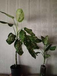 Дифимбахия , два растения .