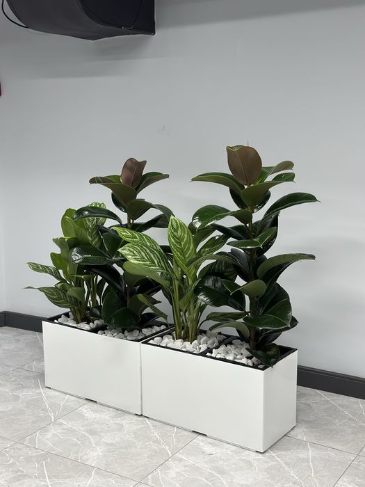 Растения для офиса хона гуллари