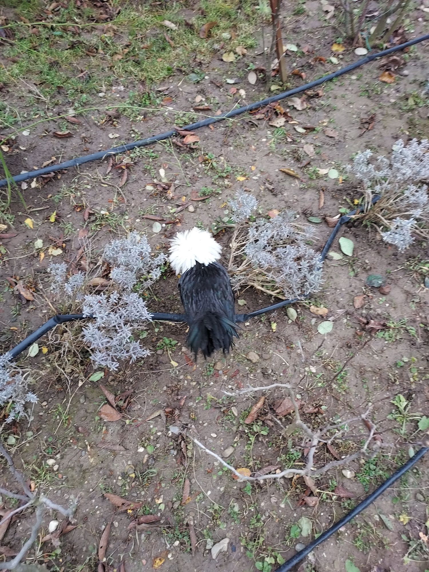 Vând (schimb) cocoși motate olandeze
