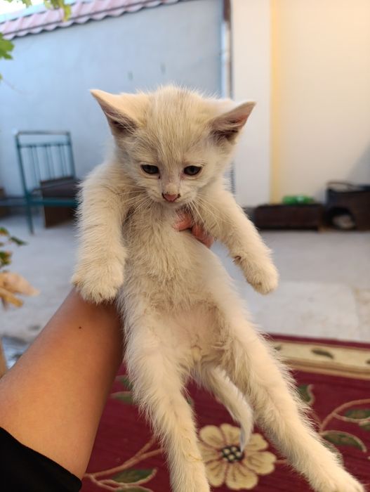 Отдам даром кошки