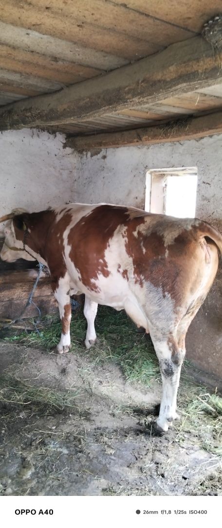 Vand vaca de 3 de abator