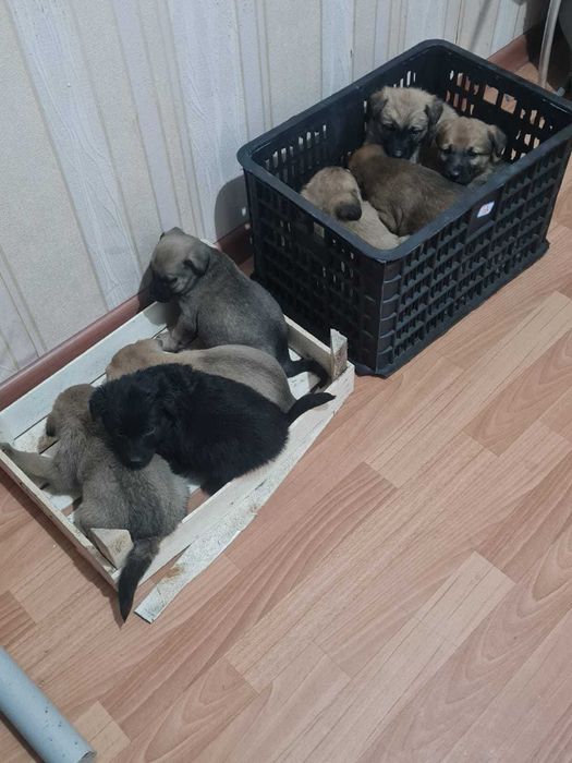 щенки дворняжки, звоночки. 1 мес, бесплатно