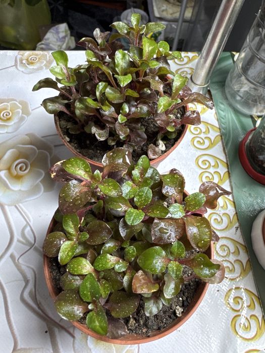 Продам аквариумные цветы!