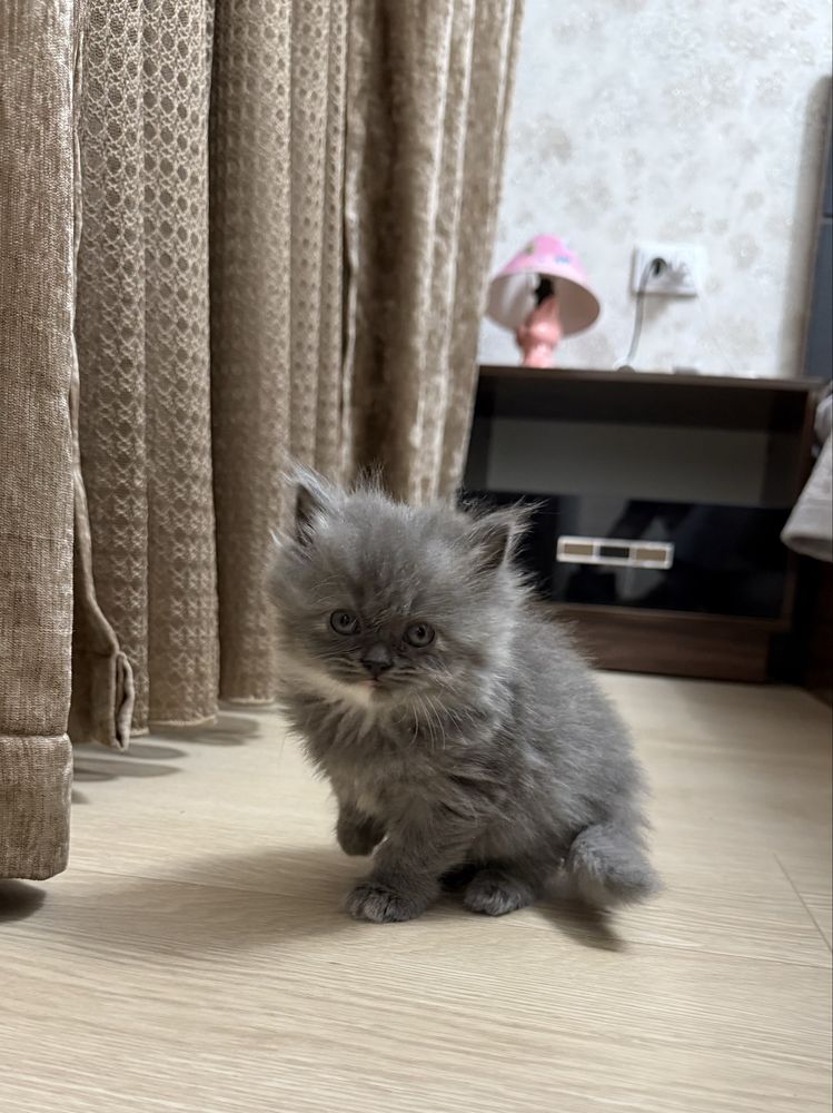 Котята 2мес сибирской породы