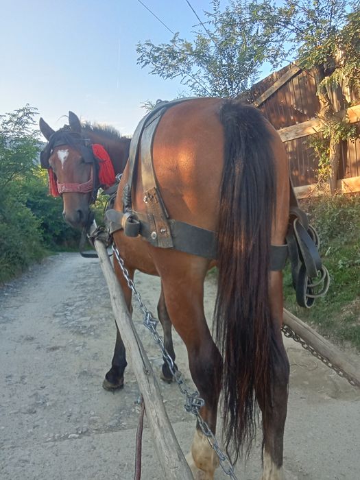 Vând cal bun la toate muncile agricole