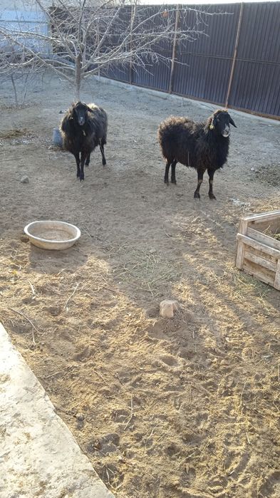 55000 болары 50ден