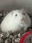 Hamster alb ca zapada si cusca cu etaj