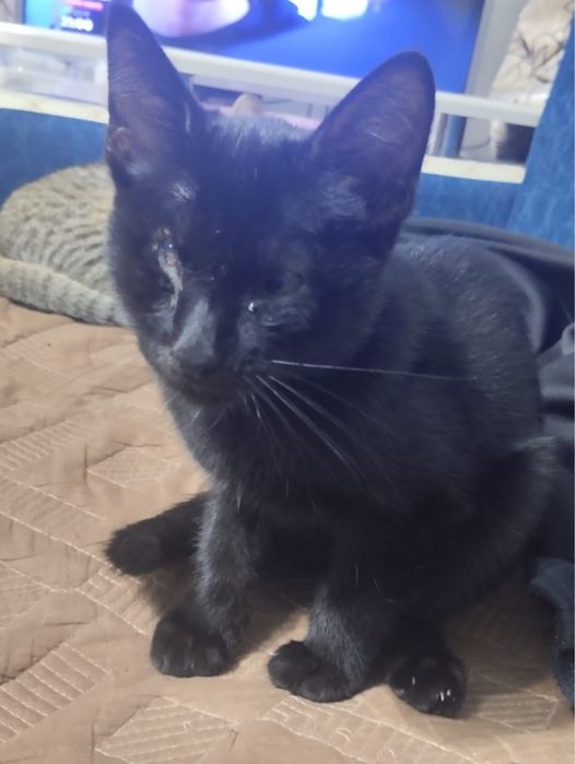 отдам кошек в добрые руки , присутсвует дефект глаз !