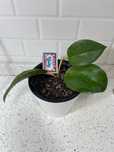 Hoya suriganoensis
50 000