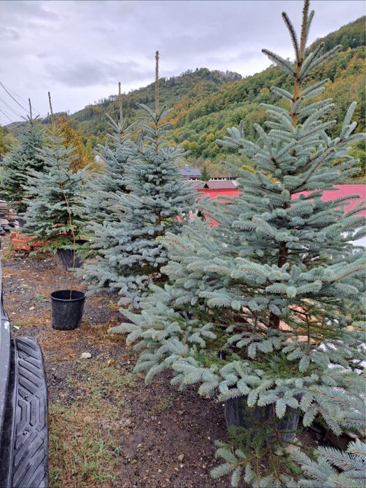 Brazi verzi si arginti la cele mai bune preturi !