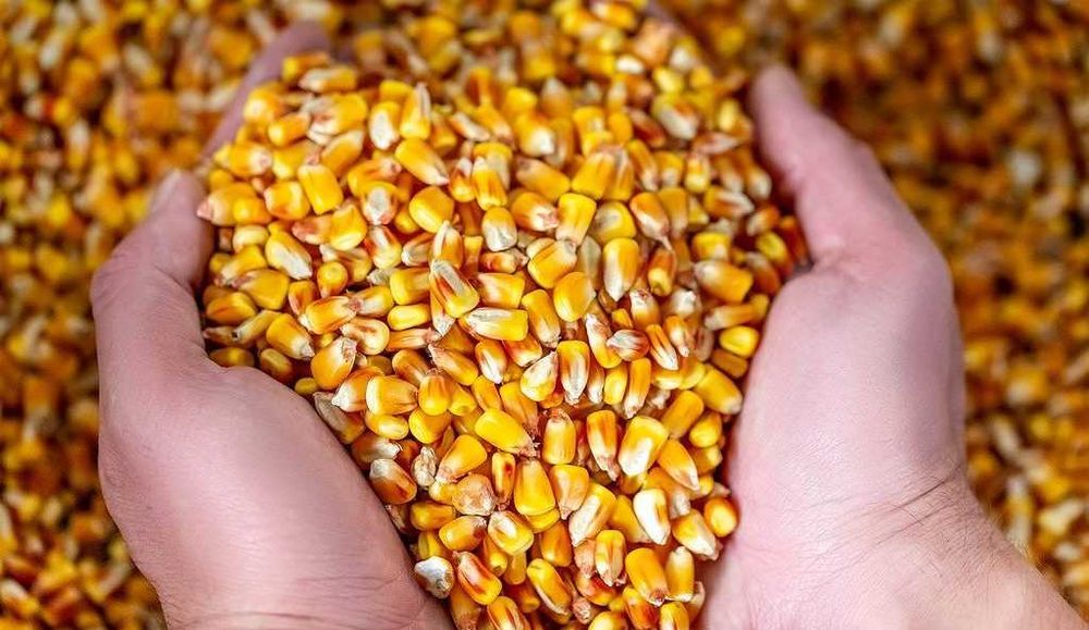 Promotie limitata la porumb boabe 2025, uruiala amestesc