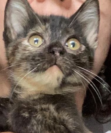 Pisicuța spre adoptie