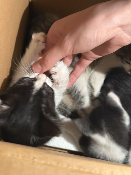 Котята в добрые руки Хива