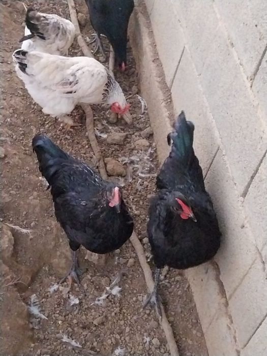 Cocosi italieni de vanzare