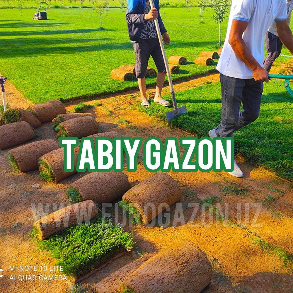 Tabiy gazon o’rnatamiz | Landshaft qilamiz