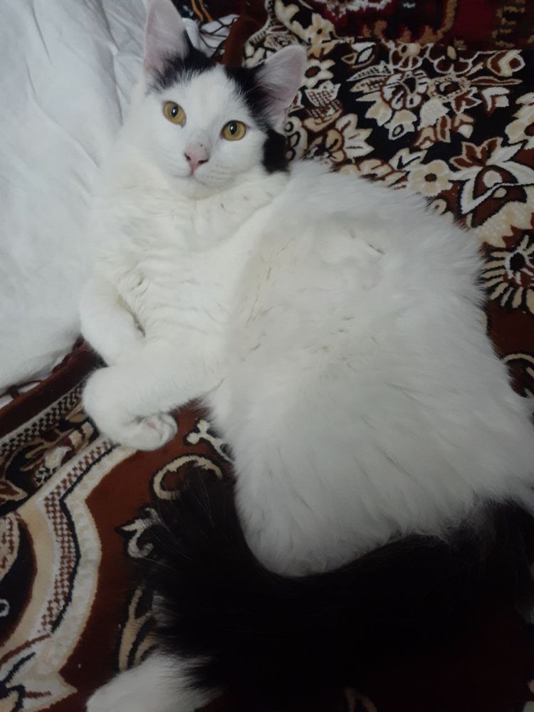 Отдадим сибирского кота в хороший дом (кастрирован)