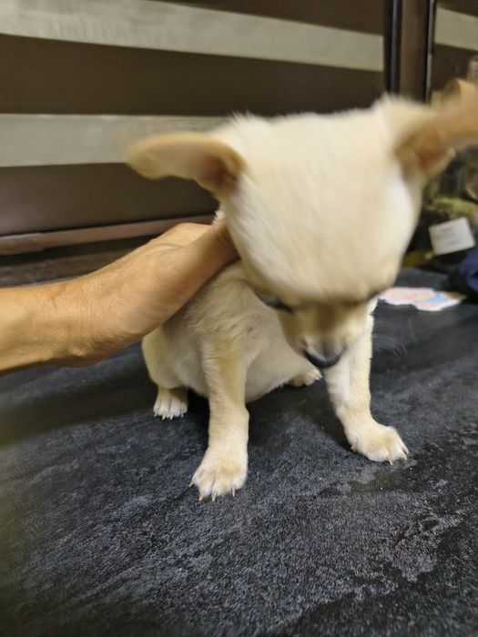 Мини чихуахуа продавам