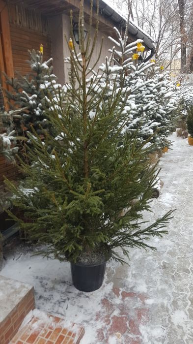 Ель новогодняя, живые зеленые ёлки с ароматом хв