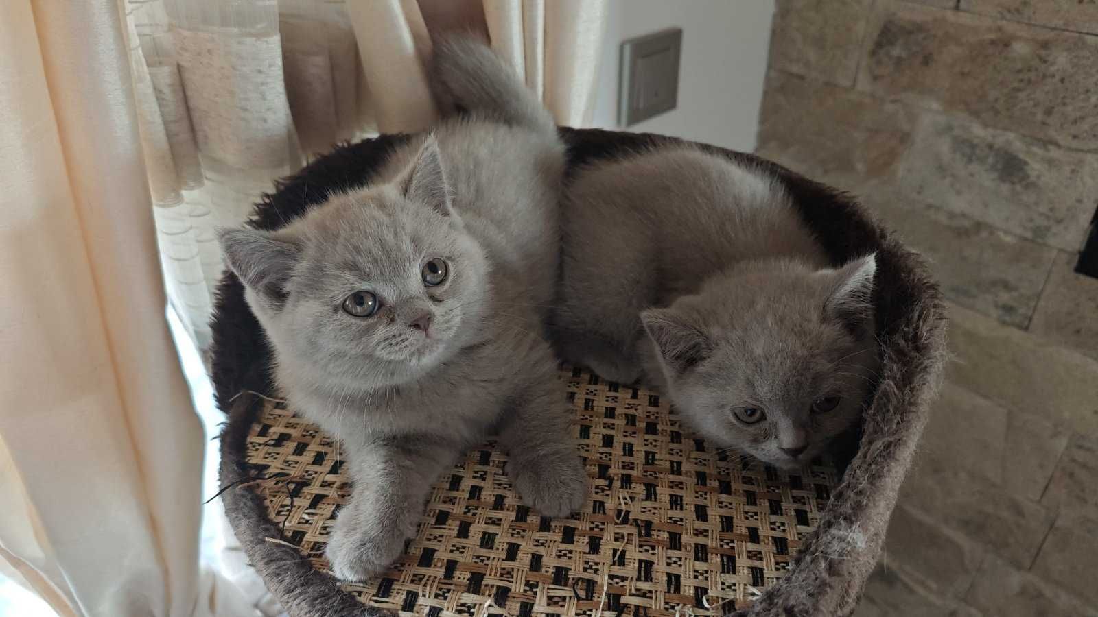 Британски котета породисти