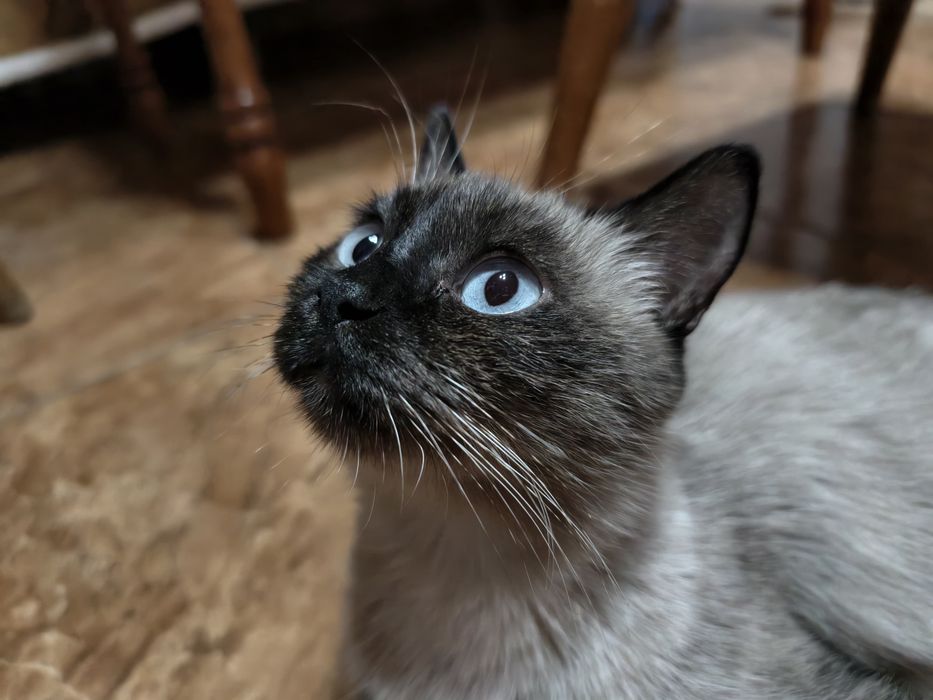 Котята котёнки в количестве 2 штук