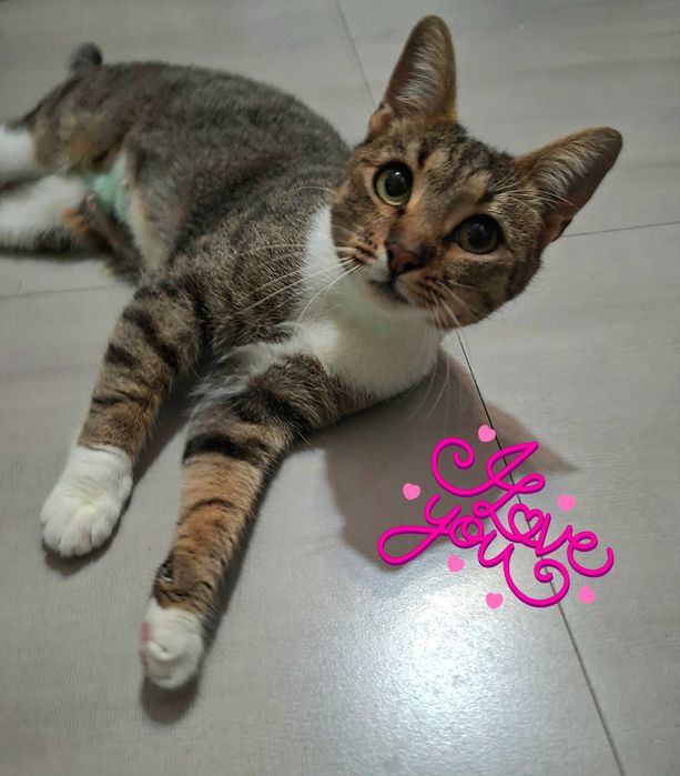 Adoptie pisica vargata Sandra