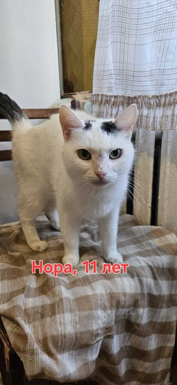 Кошки в добрые руки