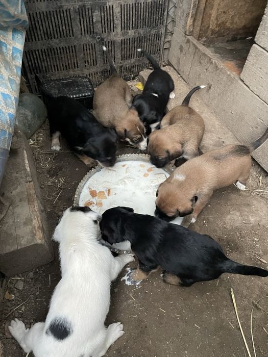 Отдам щенят в добрые руки