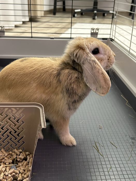 Iepuraş berbec ( lop)