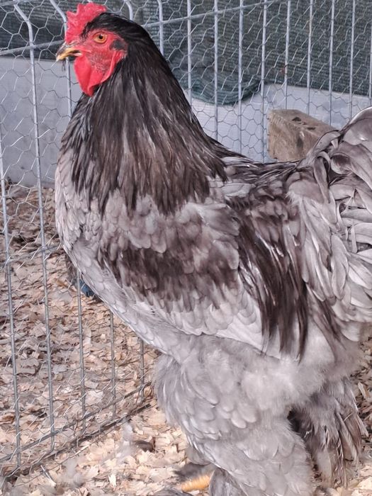 Pui brahma  albastru