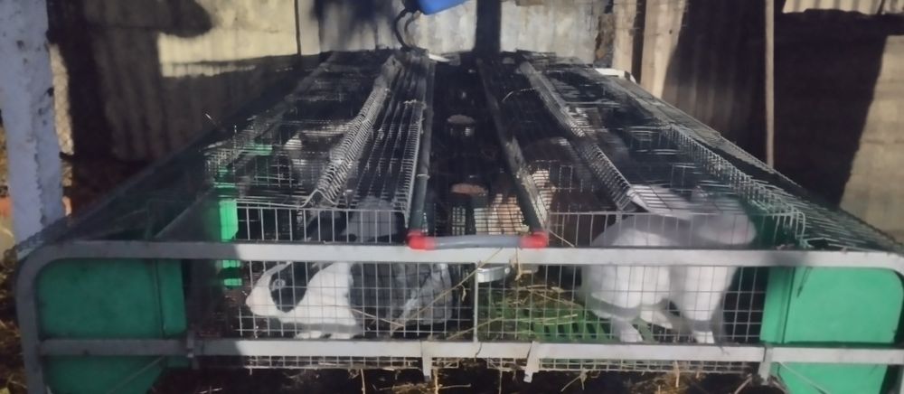 Vând cusca iepuri (modul)