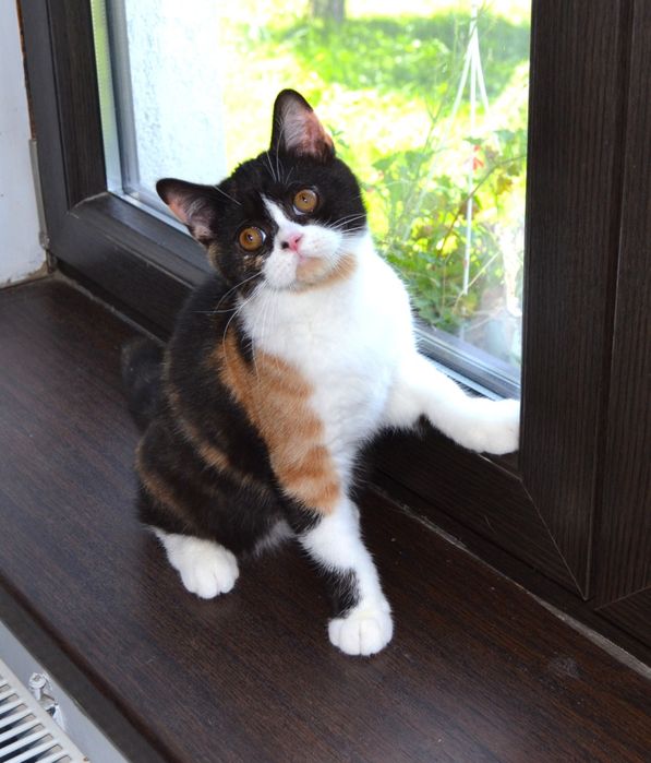 Pisicuta British Shorthair